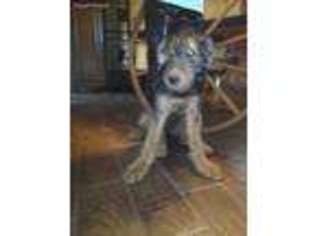 Airedale Terrier Puppy for sale in Pueblo, CO, USA