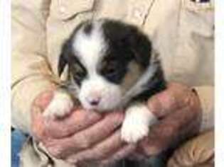 Pembroke Welsh Corgi Puppy for sale in Fritch, TX, USA
