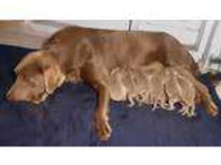 Labrador Retriever Puppy for sale in Silsbee, TX, USA
