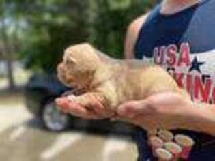 Golden Retriever Puppy for sale in Mcdonough, GA, USA