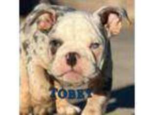 Bulldog Puppy for sale in Durham, NC, USA