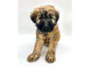Soft Coated Wheaten Terrier Puppy for sale in Bella Vista, AR, USA