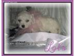 Bichon Frise Puppy for sale in Troy, AL, USA