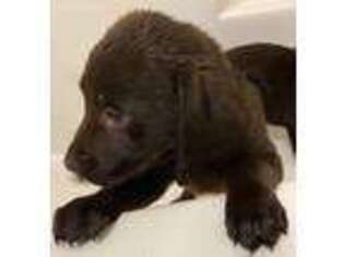Labrador Retriever Puppy for sale in Wolverine, MI, USA