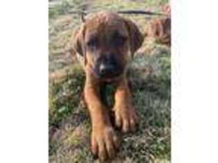 Rhodesian Ridgeback Puppy for sale in Lagrange, GA, USA