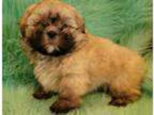 Mutt Puppy for sale in Port Crane, NY, USA