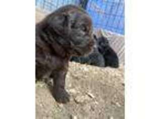 Newfoundland Puppy for sale in Bulverde, TX, USA