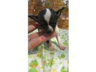 Chihuahua Puppy for sale in VANCOUVER, WA, USA