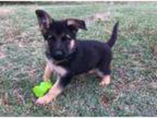 German Shepherd Dog Puppy for sale in Canehill, AR, USA