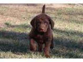 Chesapeake Bay Retriever Puppy for sale in Shepherdstown, WV, USA