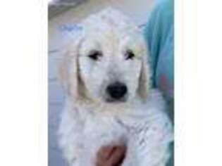 Goldendoodle Puppy for sale in Julesburg, CO, USA