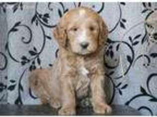 Goldendoodle Puppy for sale in Paradise, PA, USA
