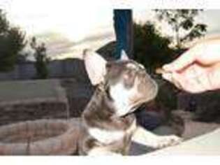 French Bulldog Puppy for sale in Rio Rancho, NM, USA