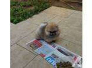 Pomeranian Puppy for sale in BREA, CA, USA