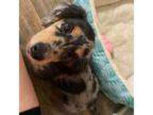 Dachshund Puppy for sale in Lake Worth, FL, USA
