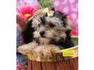Yorkshire Terrier Puppy for sale in Sheridan, MI, USA