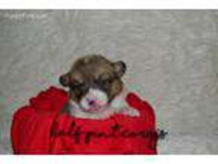 Pembroke Welsh Corgi Puppy for sale in Tahlequah, OK, USA