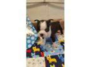 Boston Terrier Puppy for sale in Alvaton, KY, USA