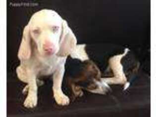 Beagle Puppy for sale in Sacramento, CA, USA