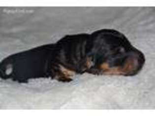 Dachshund Puppy for sale in Lowell, IN, USA