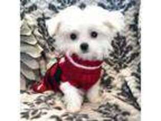 Maltese Puppy for sale in Newton, NC, USA