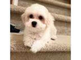 Maltese Puppy for sale in Cherry Hill, NJ, USA