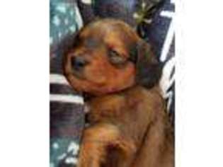 Dachshund Puppy for sale in Greenville, PA, USA