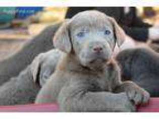 Labrador Retriever Puppy for sale in Elgin, SC, USA