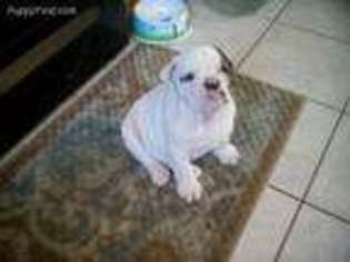 Bulldog Puppy for sale in Bean Station, TN, USA