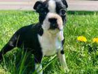 Boston Terrier Puppy for sale in Plainfield, IL, USA