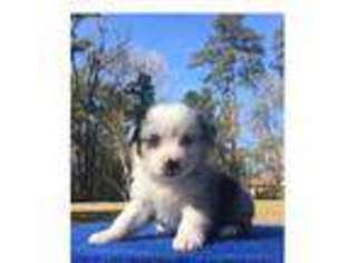 Miniature Australian Shepherd Puppy for sale in Conroe, TX, USA