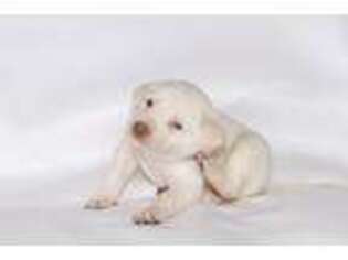 Labrador Retriever Puppy for sale in Half Moon Bay, CA, USA