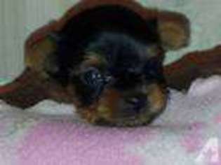 Yorkshire Terrier Puppy for sale in CONROE, TX, USA