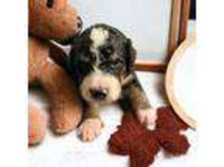 Mutt Puppy for sale in Grand Ridge, FL, USA