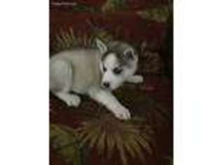 Siberian Husky Puppy for sale in Clover, SC, USA
