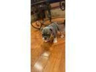 Bulldog Puppy for sale in Parlin, NJ, USA