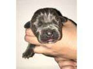 Cane Corso Puppy for sale in Chattanooga, TN, USA