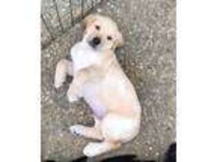 Labrador Retriever Puppy for sale in Riverside, CA, USA