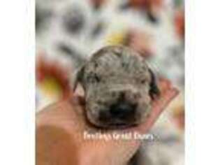 Great Dane Puppy for sale in Bloomington, IL, USA