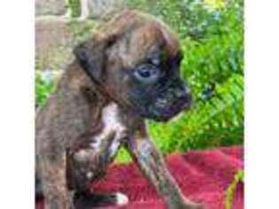 Boxer Puppy for sale in Mohnton, PA, USA