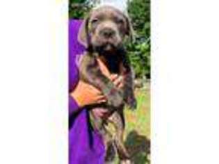 Cane Corso Puppy for sale in Silver Spring, MD, USA