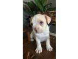 French Bulldog Puppy for sale in Cortland, IL, USA