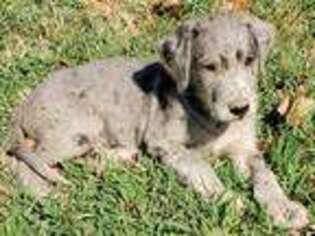 Great Dane Puppy for sale in Manchester, TN, USA