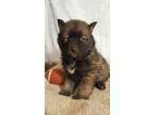 Mutt Puppy for sale in Vail, IA, USA