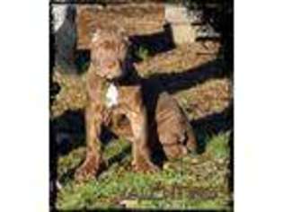 Medium Photo #1 American Bandogge Puppy For Sale in Snohomish, WA, USA