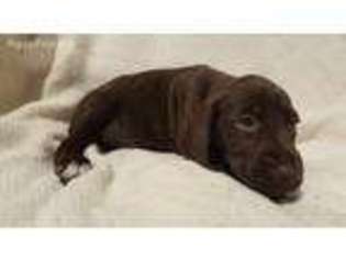 German Shorthaired Pointer Puppy for sale in Perry, NY, USA