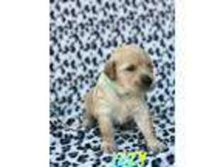 Golden Retriever Puppy for sale in Pauls Valley, OK, USA