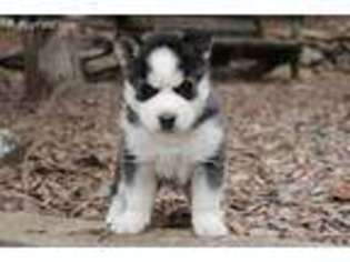 Siberian Husky Puppy for sale in Fredericksburg, PA, USA