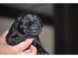 Labrador Retriever Puppy for sale in Pecatonica, IL, USA