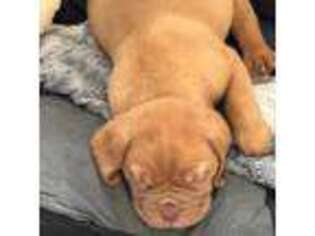 American Bull Dogue De Bordeaux Puppy for sale in Port Arthur, TX, USA